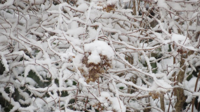 Pee Gee Hydrangea In Snow