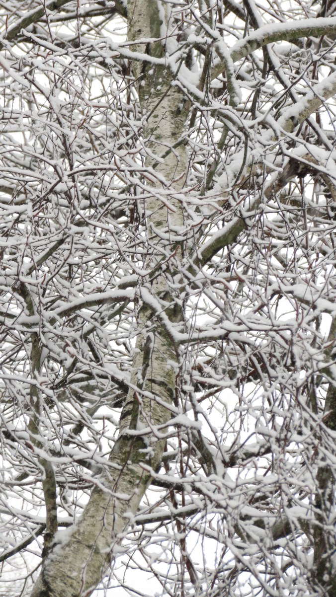 White Birch In Snow