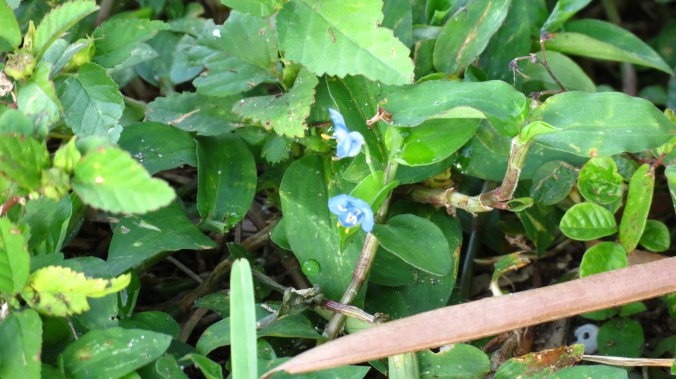 Creeping Dayflower Creeping dayflower; Commelina diffusa.