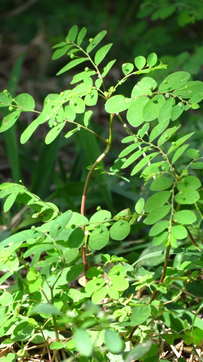 Chamberbitter; Phyllanthus urinaria -- I think.