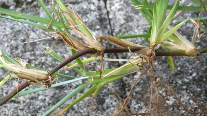 St. Augustine Grass St. Augustine Grass