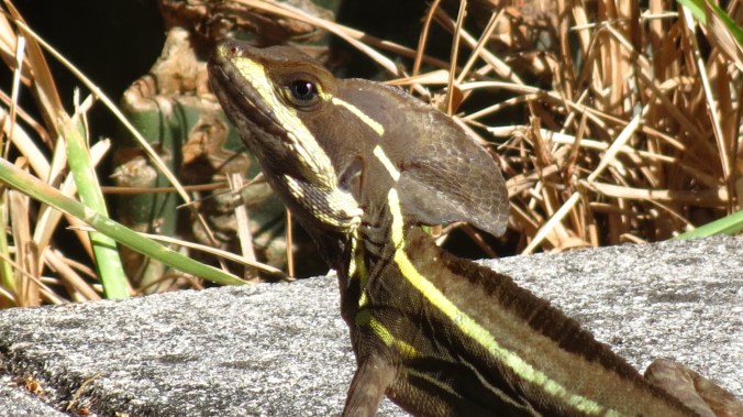 A whole new lizard made an appearance.  This one looks like a dinosaur from an old sci-fi film.