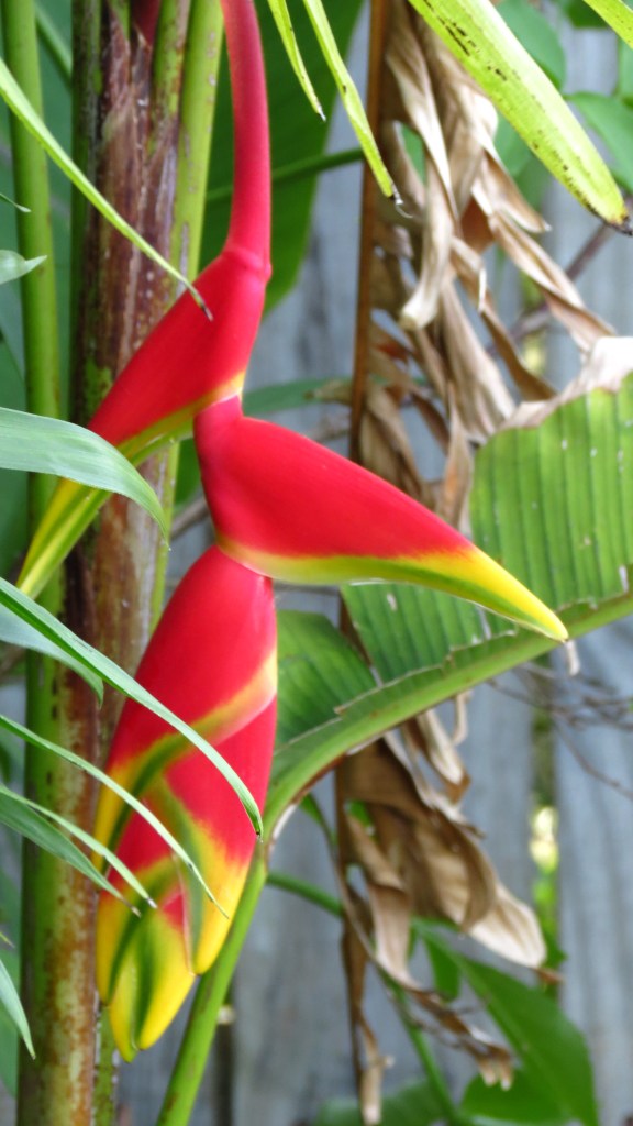 Hello Heliconia.