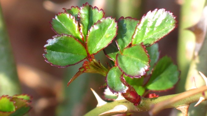 Rose leaves welcoming the slightest hint of warmth.