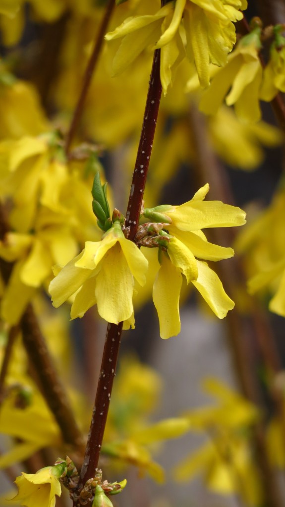 Forsythia