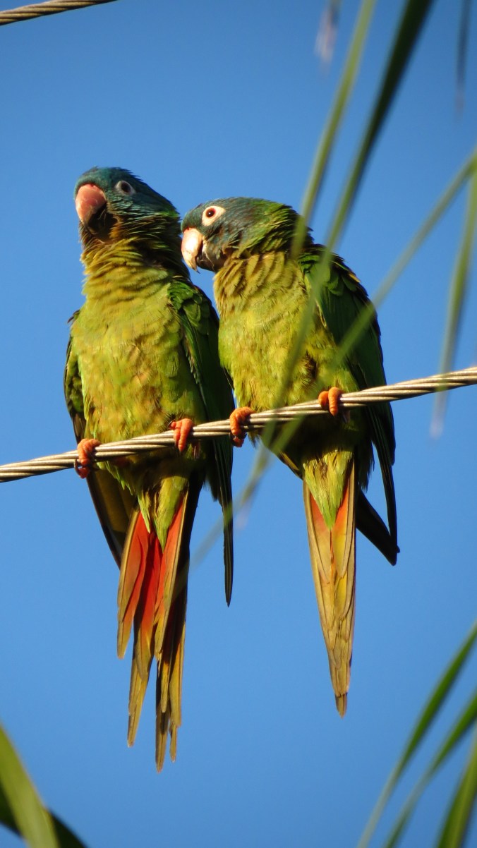 Parrots on a wire.