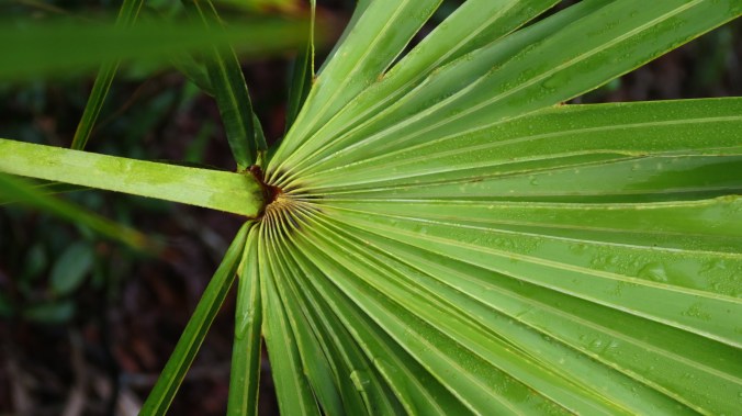 Lakeside Sand Pine Preserve