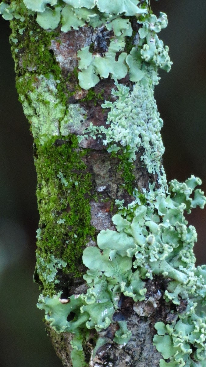 Lakeside Sand Pine Preserve
