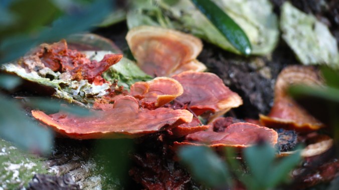 Lakeside Sand Pine Preserve