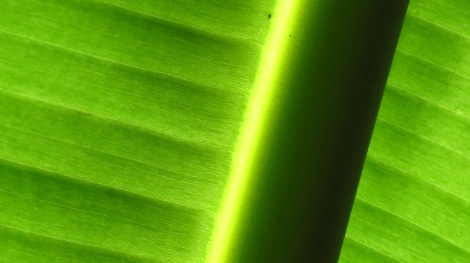 Banana Leaf.