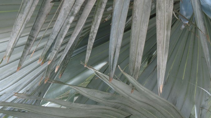 The dusty fronds of Bismark palm.