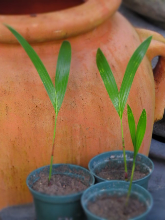 Adonidia palm seedlings.