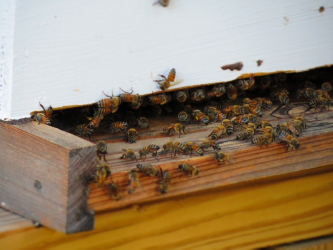 Bees not only work on the farm, but also produce local honey.