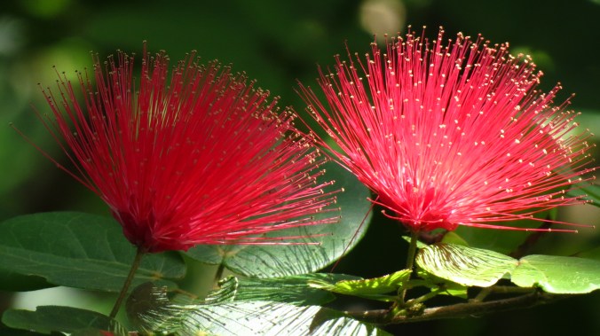 The blooms of the aptly named Powder Puff Tree.