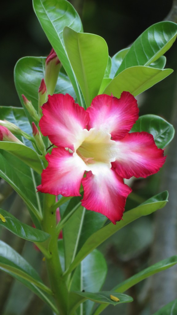 The bloom of desert rose.