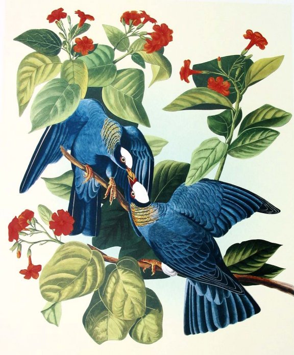 Courtesy of www.audubon-art.com.