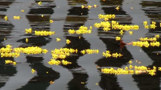 Spring-like blooms floating on an autumn day.