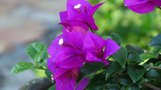 Bougainvillea.