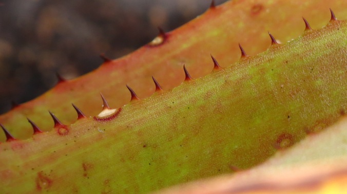 Bromeliad teeth