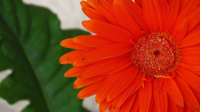 Gerbera Daisy