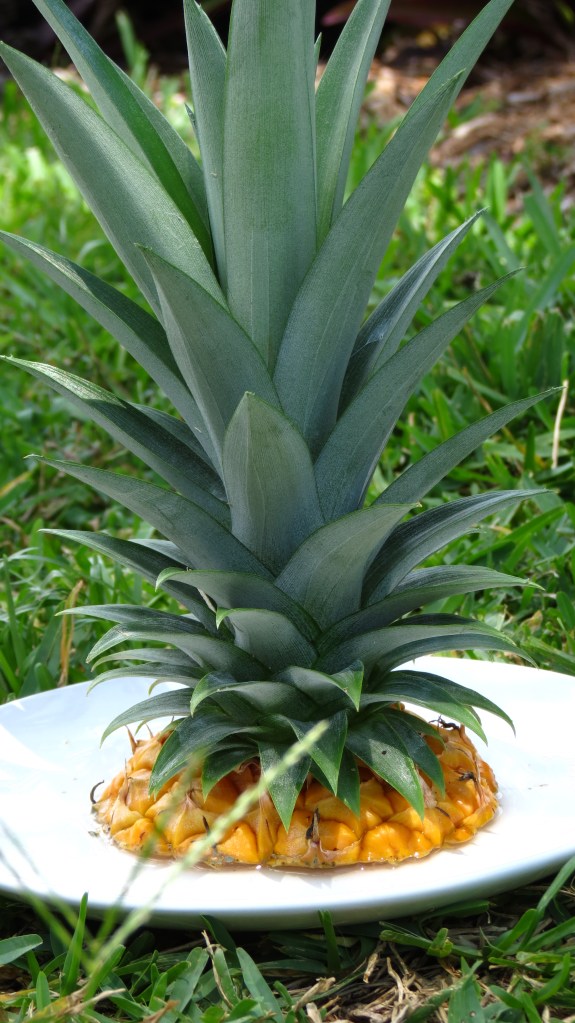 Pineapple