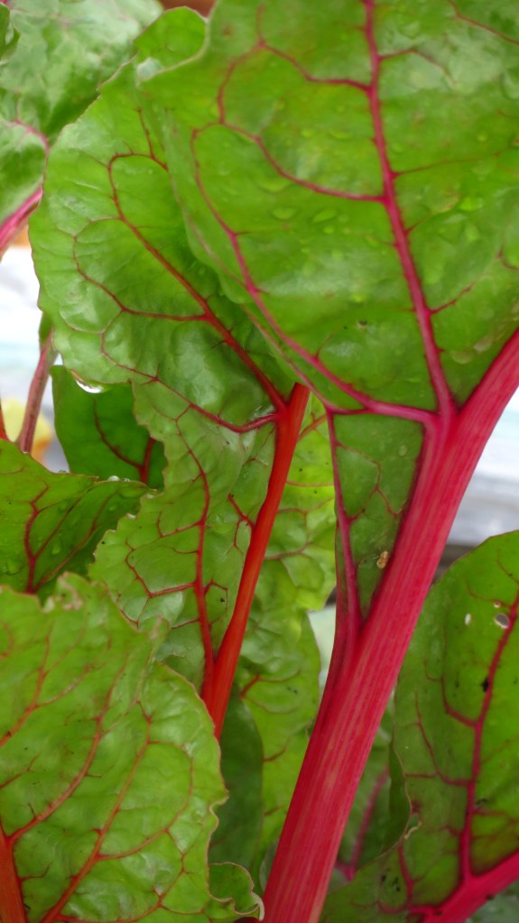 Swiss Chard