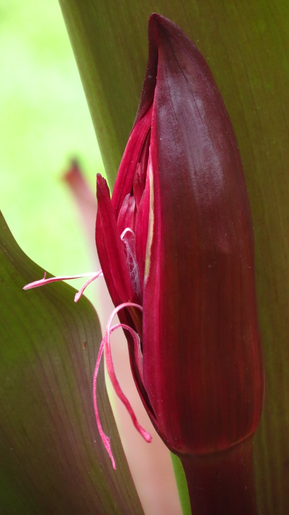 Crinum Lily