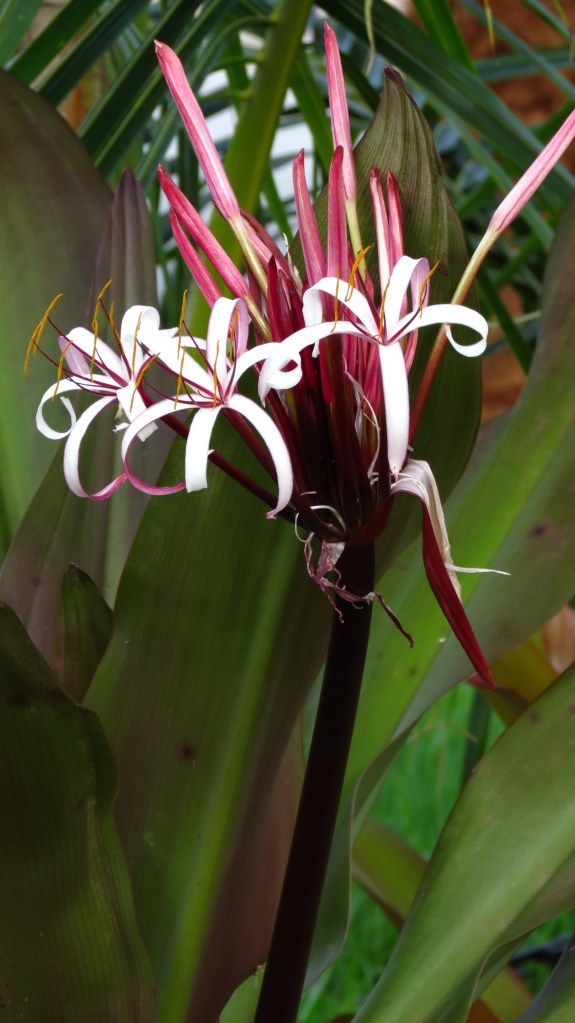 Crinum Lily
