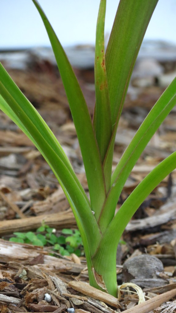Crinum Lily