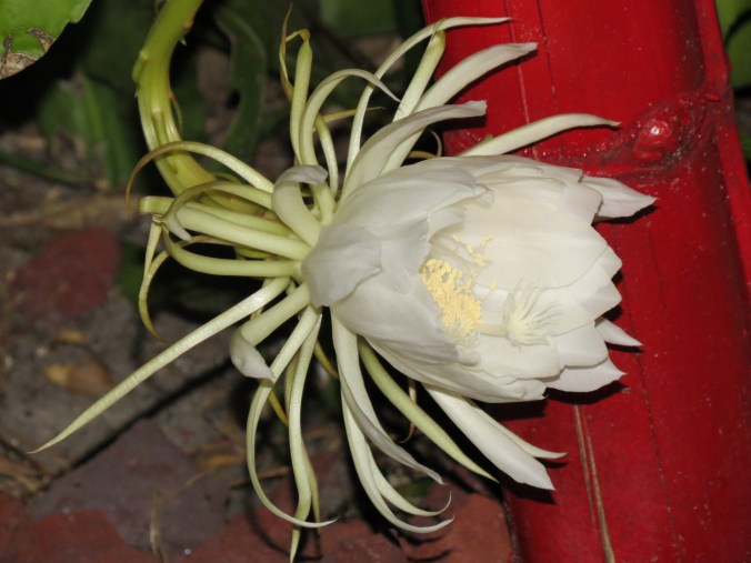 Cereus