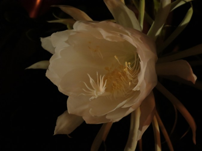 Cereus