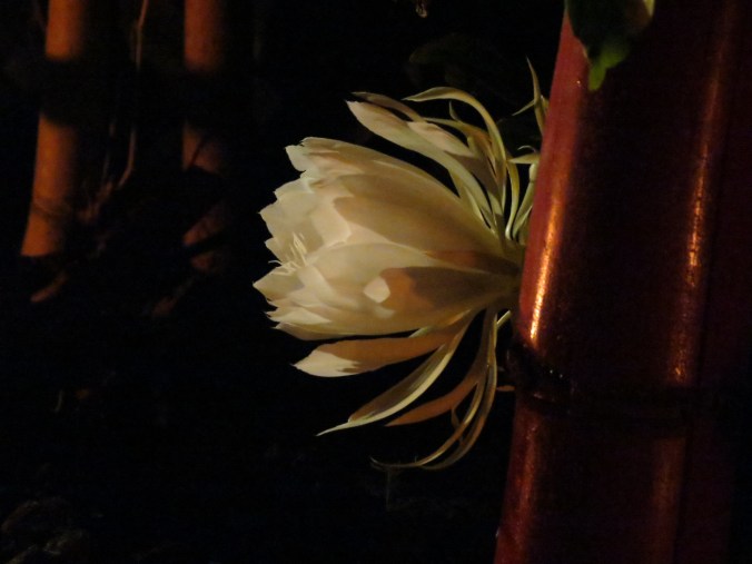 Cereus