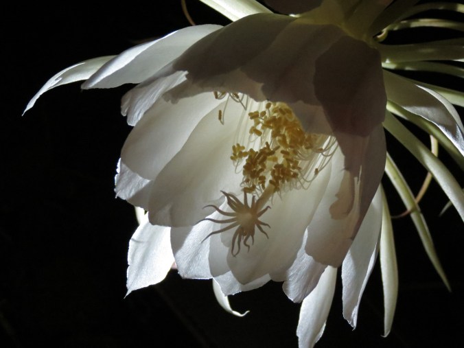 Cereus