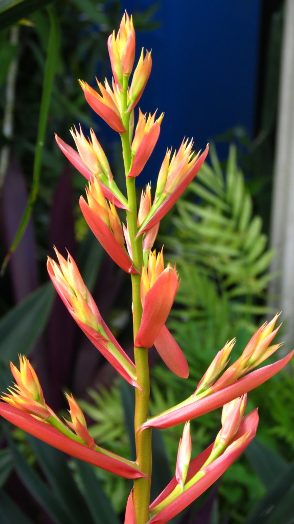 Bromeliad