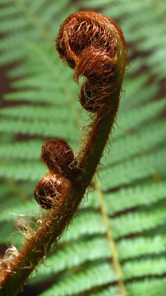 Australian Tree Fern