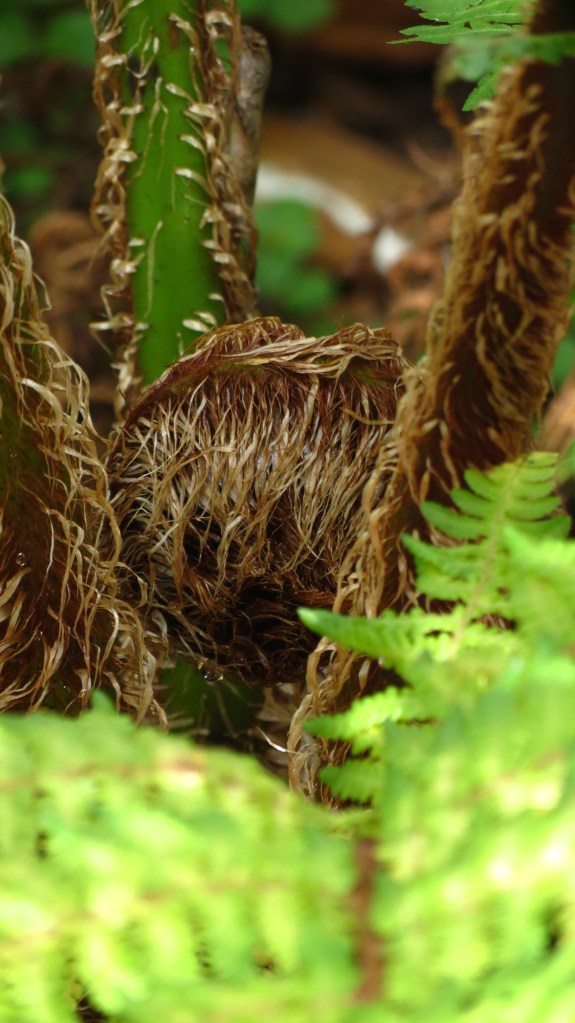 Australian Tree Fern
