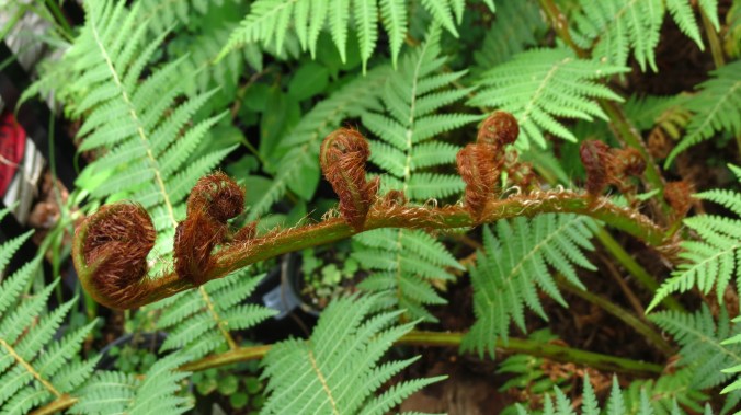 Australian Tree Fern