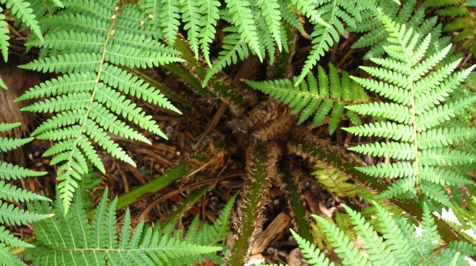Australian Tree Fern