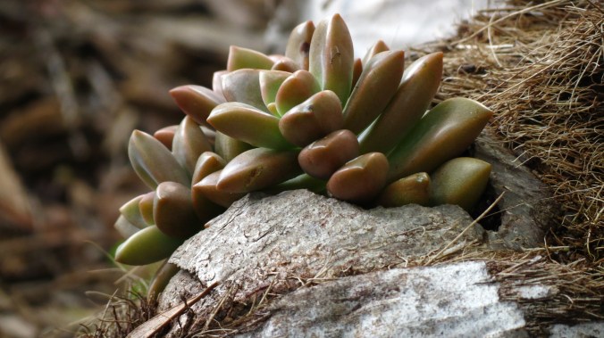 Succulent in Coconut
