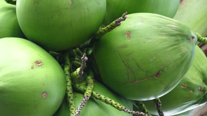 Coconuts