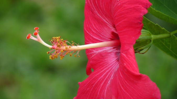 hibiscus