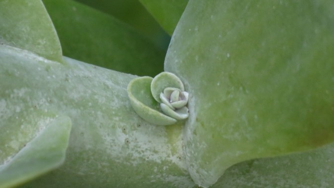 Kalanchoe