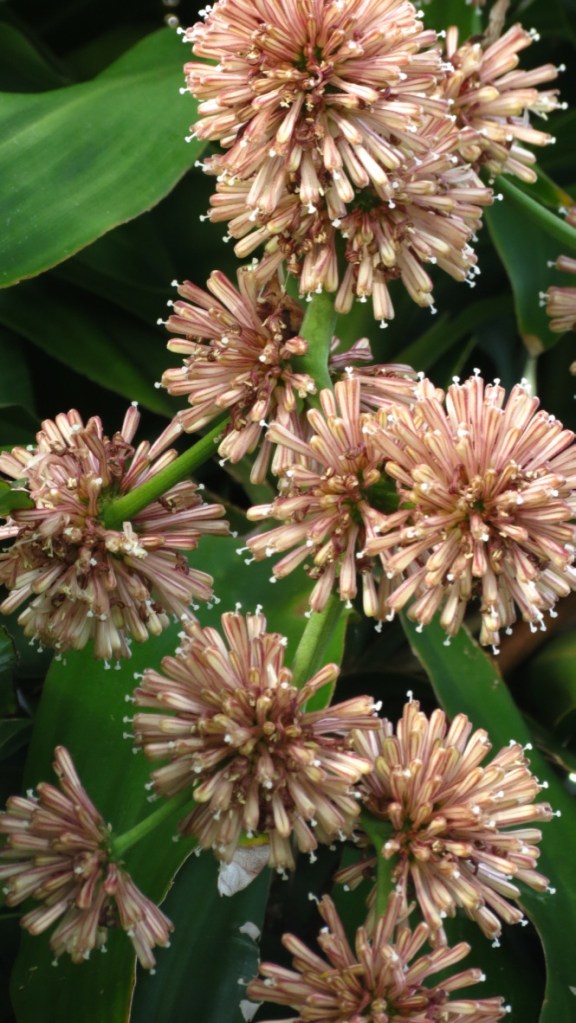 Dracaena fragrans