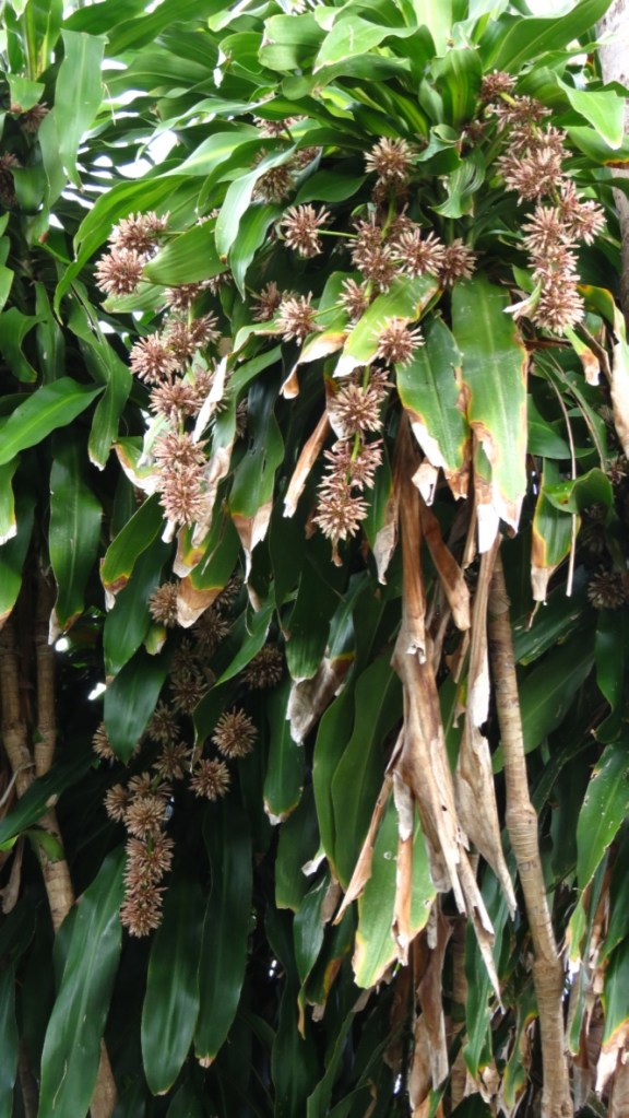 Dracaena fragrans