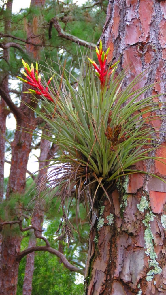 Remember to look up . . .