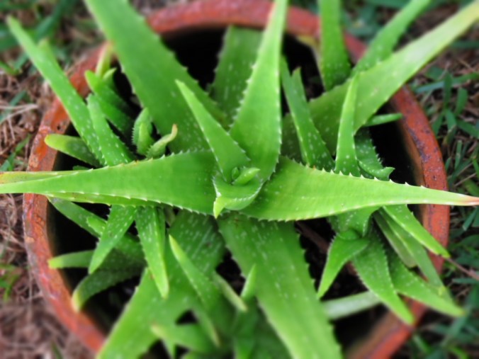 Aloe
