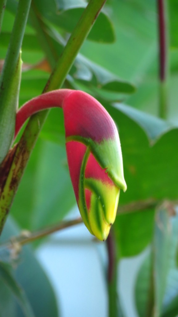 Heliconia
