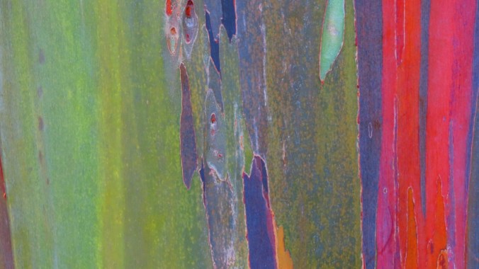 Rainbow Eucalyptus