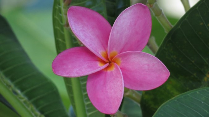 Frangipani