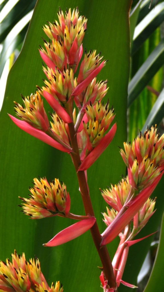 Bromeliad